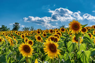 Close-up of sunflowers on field against sky