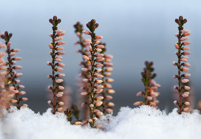 Close-up of snow against sky