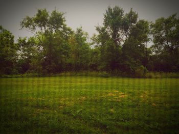 Trees on grassy field