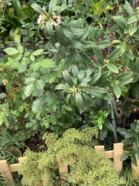 High angle view of plants growing on land