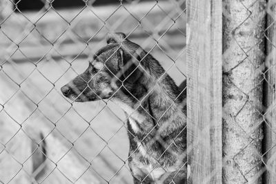 Cat looking through chainlink fence