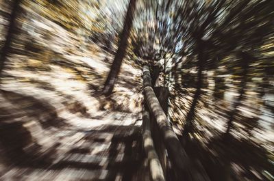 Low angle view of trees