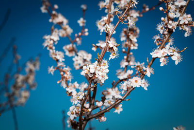 Low angle view of cherry blossoms against blue sky