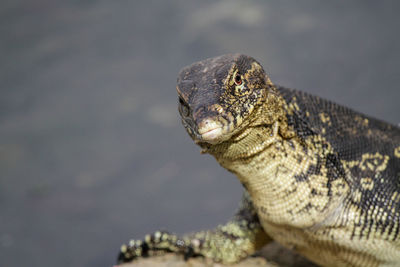 Close-up of lizard on rock