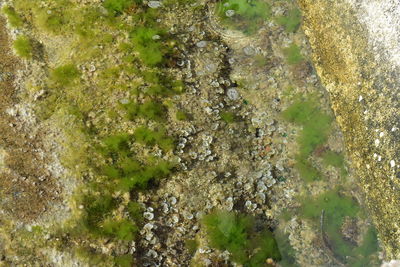 High angle view of plants