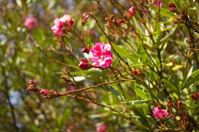 Close-up of pink flower