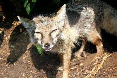 Close-up portrait of fox