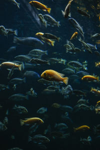 Close-up of fish swimming in aquarium