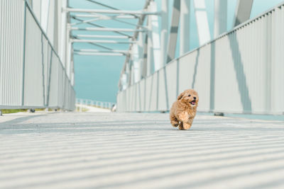 Dog running on bridge
