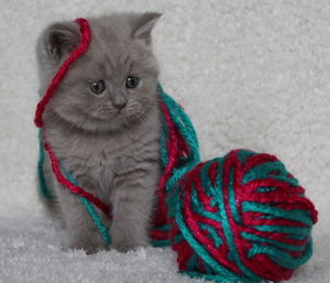 Close-up of multi colored cat