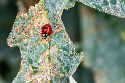 Close-up of ladybug on plant