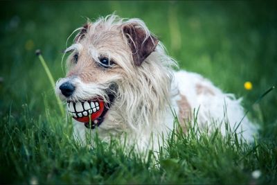 Close-up of dog on grassy field