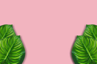 Close-up of green colored background