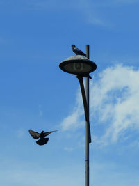 Low angle view of bird flying in sky