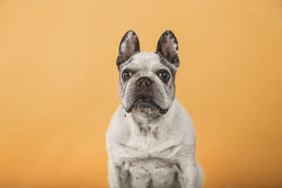Portrait of a dog against gray background