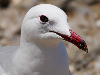 Close-up of bird