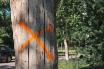 Close-up of orange leaf on tree trunk