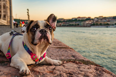 Close-up portrait of french bull dog looking away