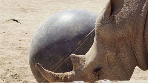 Close-up of elephant on sand