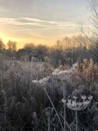 Snow covered field against sky during sunset