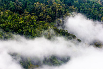 High angle view of trees in forest