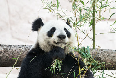View of panda eating plant in zoo