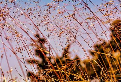 Close-up of flowers against clear sky