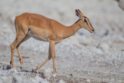 Side view of horse standing on field