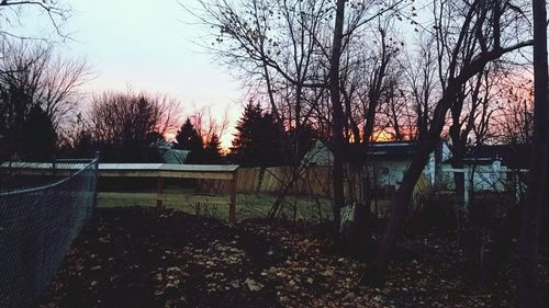 Bare trees on landscape at sunset