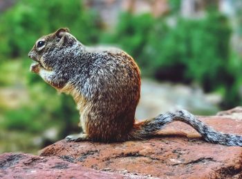 Close-up of squirrel sitting on rock