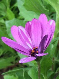 Close-up of pink flower