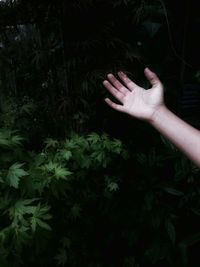 Close-up of hand holding plant