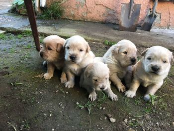 High angle view of dogs