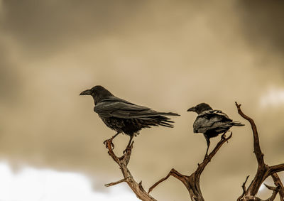 Low angle view of bird perching on branch