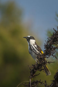 Bird perching on a branch