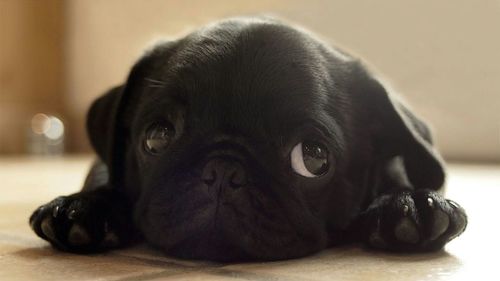 Close-up portrait of a dog