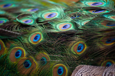 Close-up of peacock