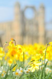 Close-up of yellow flowering plant on field