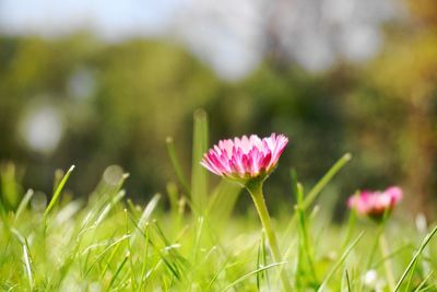 Close-up of pink flower on field