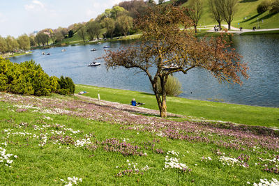 Scenic view of lake by trees on field