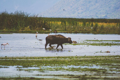 Horse on field by lake against sky
