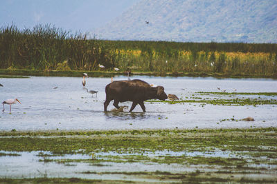 Buffalo and birds in lake