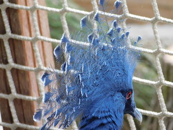 Close-up of bird in cage