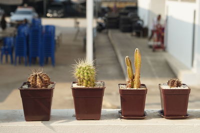 Close-up of potted cactus plant