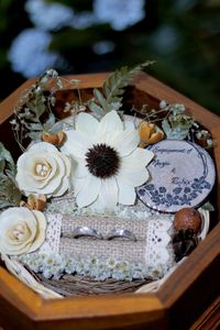 High angle view of flowering plant in container