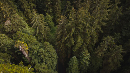 Horizontal drone shot aerial view on giant redwood trees from above looking down. 