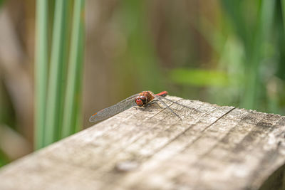 Close up macro view of red darter dragonfly head eyes and wings extreme close up banner image