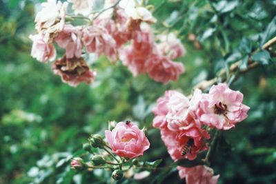 Close-up of pink roses