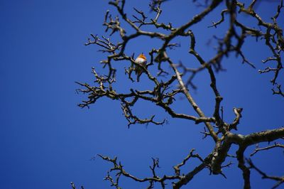 Low angle view of tree against sky