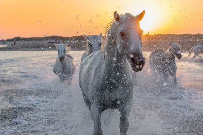 Close-up of dog running in sea